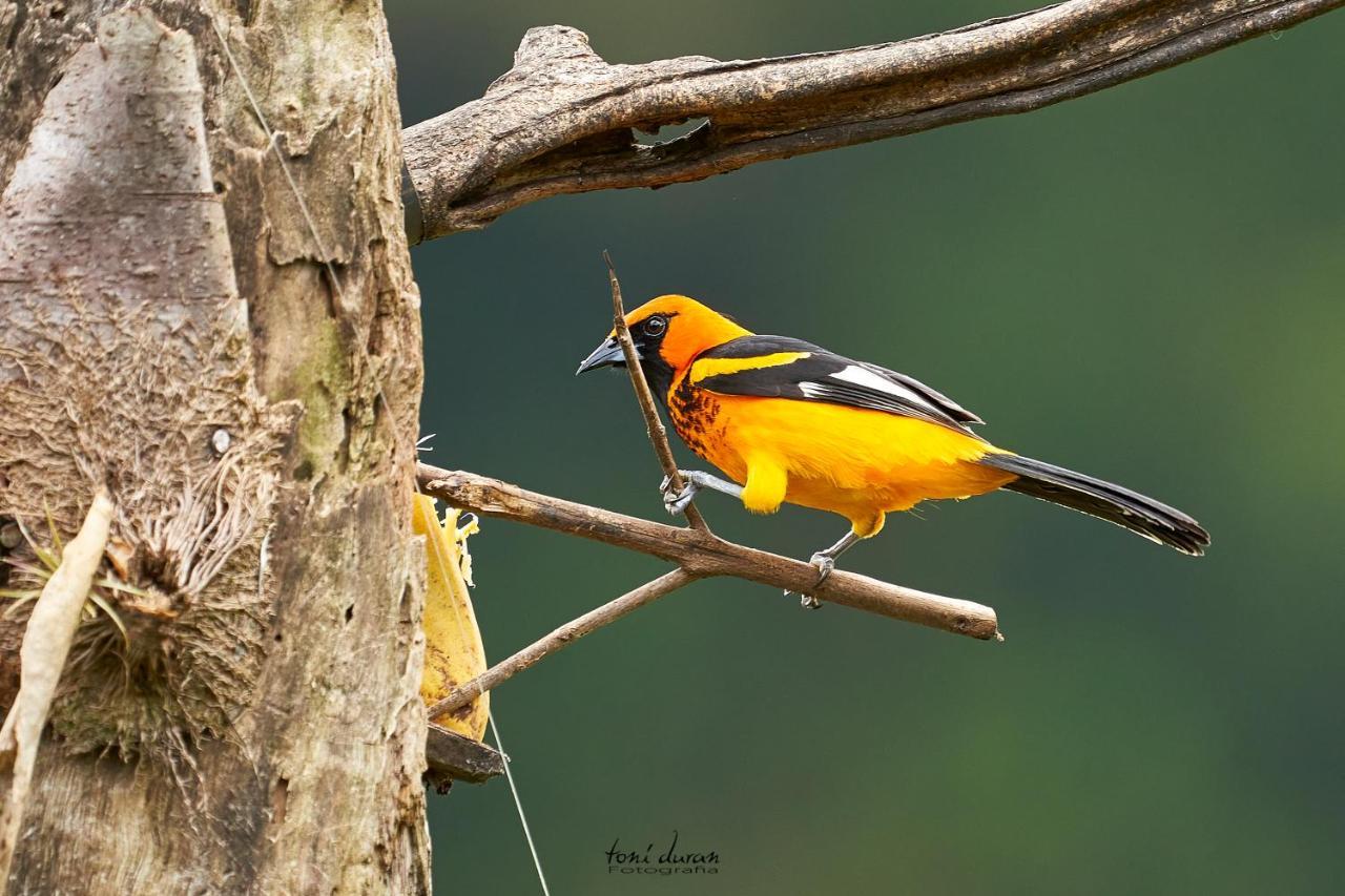 Birds & Breakfast Costa Rica Bed & Breakfast La Tigra  Exterior photo