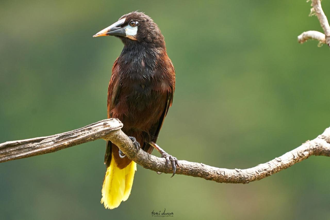 Birds & Breakfast Costa Rica Bed & Breakfast La Tigra  Exterior photo