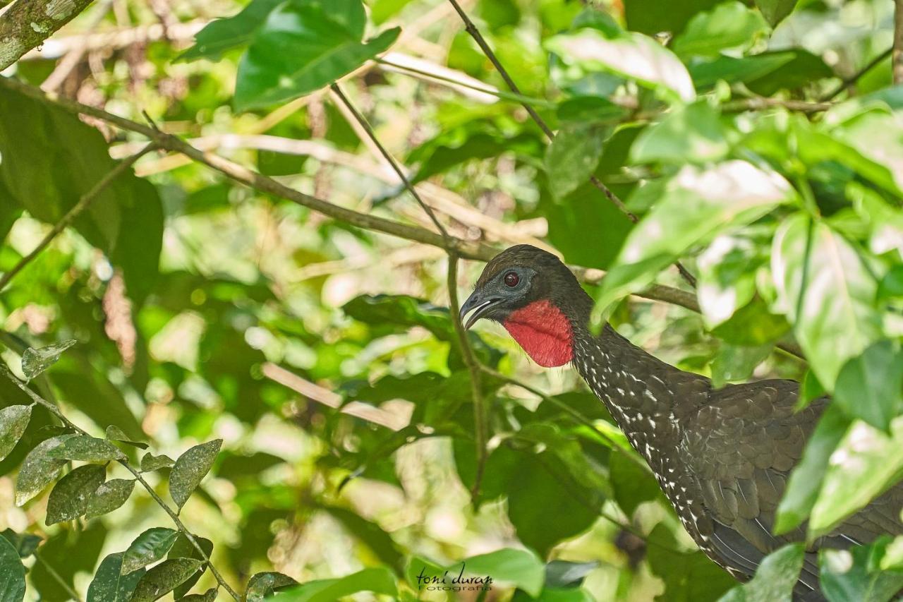 Birds & Breakfast Costa Rica Bed & Breakfast La Tigra  Exterior photo